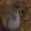 hamsterit_kissat