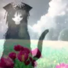 qwzzap