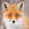 misterfox.015