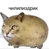 karpekin_jujuluk
