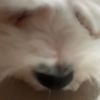 yourfavorite_maltese