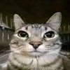 el_natha__