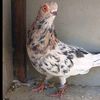 the.bird152