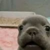pibble510