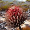 deadbanksia