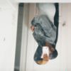 whoiskianatf_