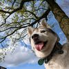 ownsthebesthusky