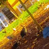 ana_27338383