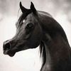 raedraed9638
