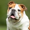 englishbulldogvibe