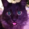 xxmoonratxx
