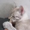 .kotik_50122