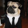 puggzz
