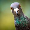 pigeonmaster1700