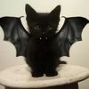 ilovecatsx100