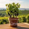 vinadelcanto