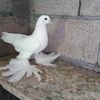 yavuz_geyik