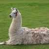 lazyllama8