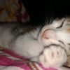 mels_polee