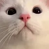 marzhia_23
