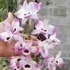 mimocduoclieuxanh88