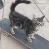 sk8nstt