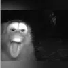 la_chapu_ssj