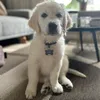 goldensoof