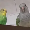 sssmaresme