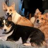 corgi.chaos