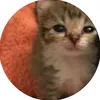 cheesyab