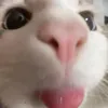 pdiddyletsoiluup