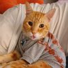 emacattery