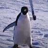 victorlediceajoel_