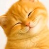 orangmiskin..2