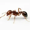 05ant05