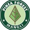 pineaforestmangli