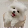 congchuangunuong8