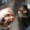 themendezfamilydogswx