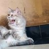 waharuddin02
