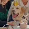 labrador__seven
