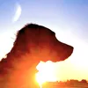 positiveperro