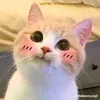 chiricocute