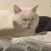 yourlocalturkishdelight_