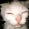 vivi_calvo18