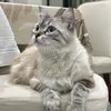 www.tiktok.comissnana