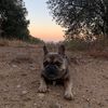 sasha_the_frenchiie