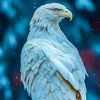 mohammadshoaib0056