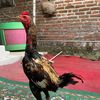 Etokatret73