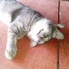 as.wangi.as.wangi